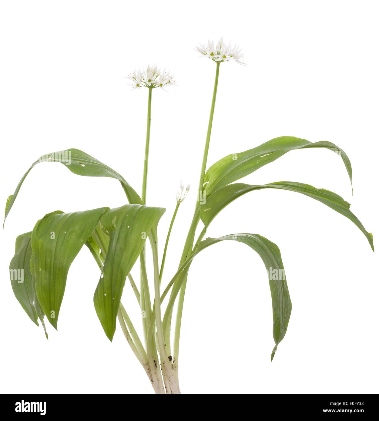 Garlic plant hires stock photography and images Alamy