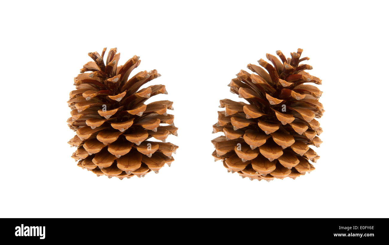 Two pine cones isolated on a white background Stock Photo - Alamy
