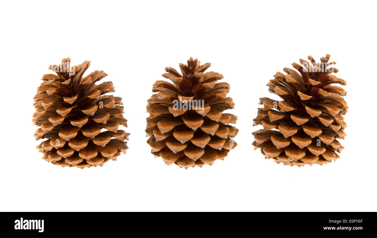 Three pine cones isolated on a white background Stock Photo - Alamy