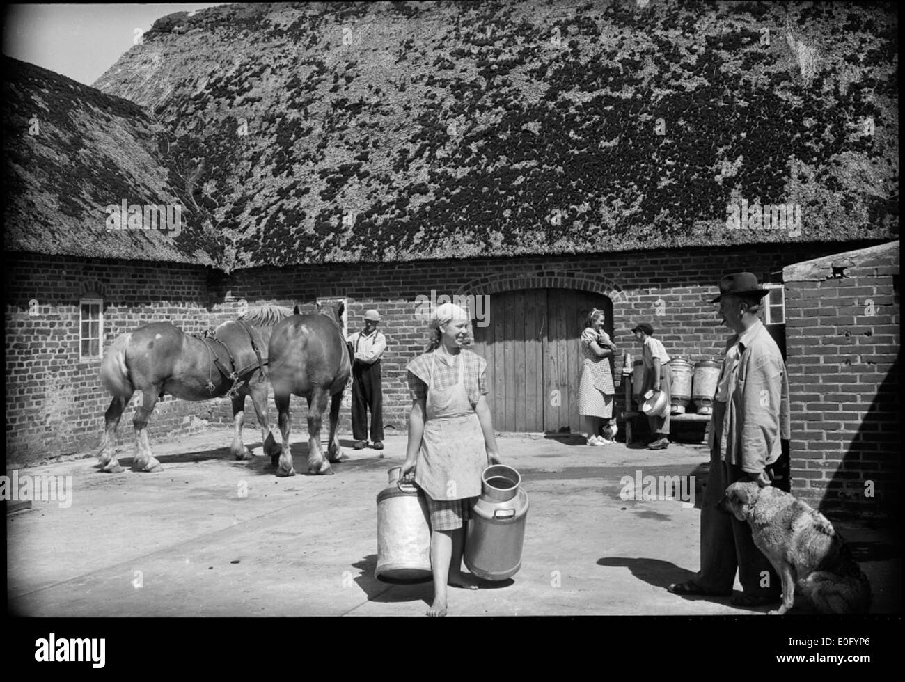 A black and white photograph of a stable, featuring animals like horses, a dog, and a milk can. The image captures the rural life and pastoral landscape with trees, grass, and foliage in the background. Stock Photo