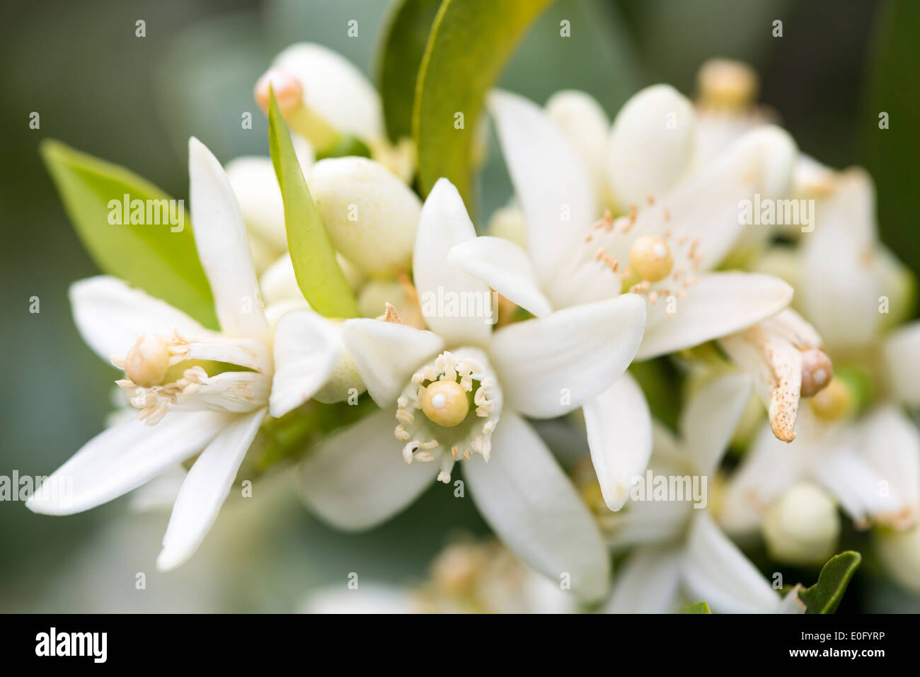 Orange blossom fruit hires stock photography and images Alamy
