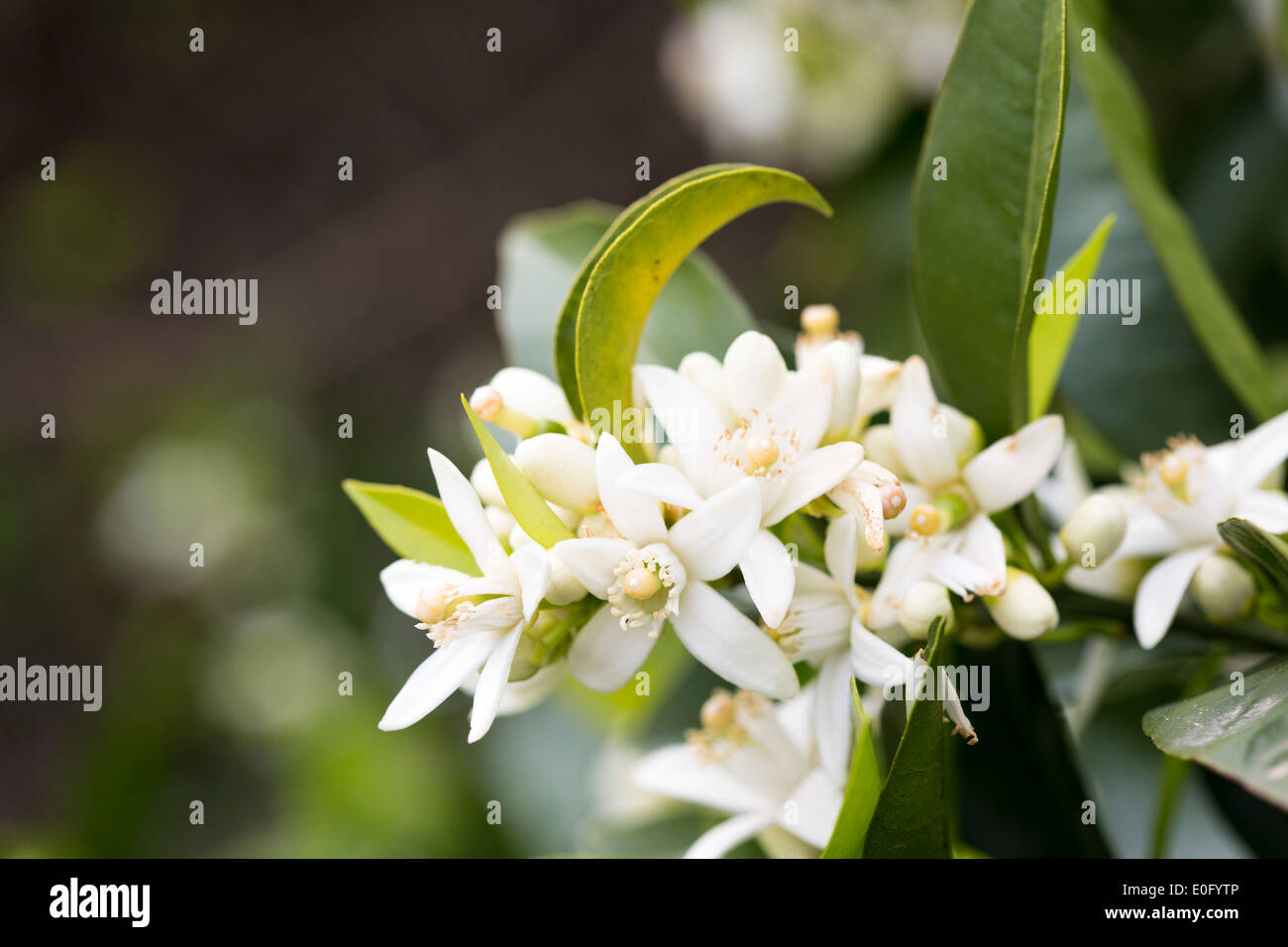 Orange blossom hires stock photography and images Alamy