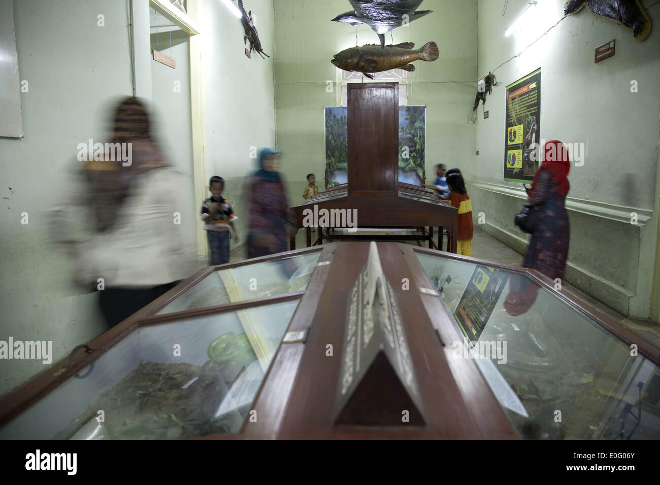May 12, 2014 - Bogor, West Java, Indonesia - children with their mother enjoying the display, as part of knowledge information about zoology. Zoology Museum located in Bogor, West Java, Indonesia wast built during the colonial era in 1894 by the name ''Zoologicum Bogoriens by Dr. J. C. Koningsberger as Zoology Lab that doing research related to zoology.Nowadays the museum under Indonesia Research Organization have mission to provide Indonesian Fauna Information to young generation as part of science education and also to become international known zoology information in Indonesia. The museum n Stock Photo
