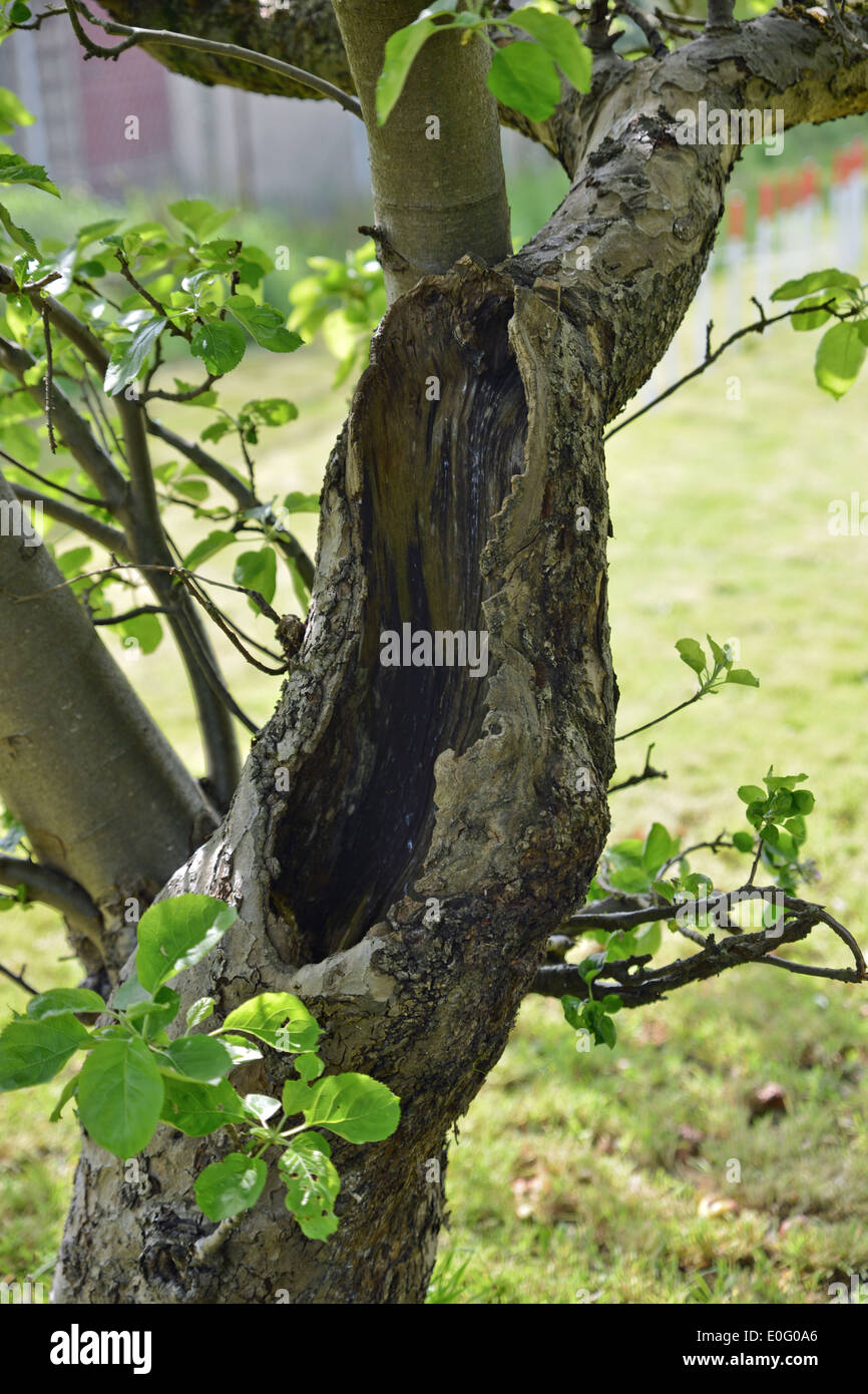 Diseased Apple Tree Stock Photo Alamy