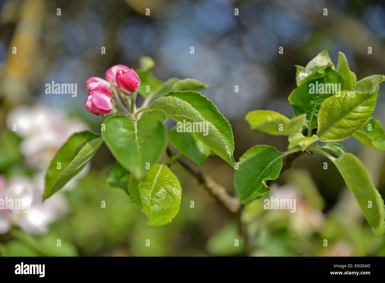 Budding Apple Tree Blossom Stock Photo