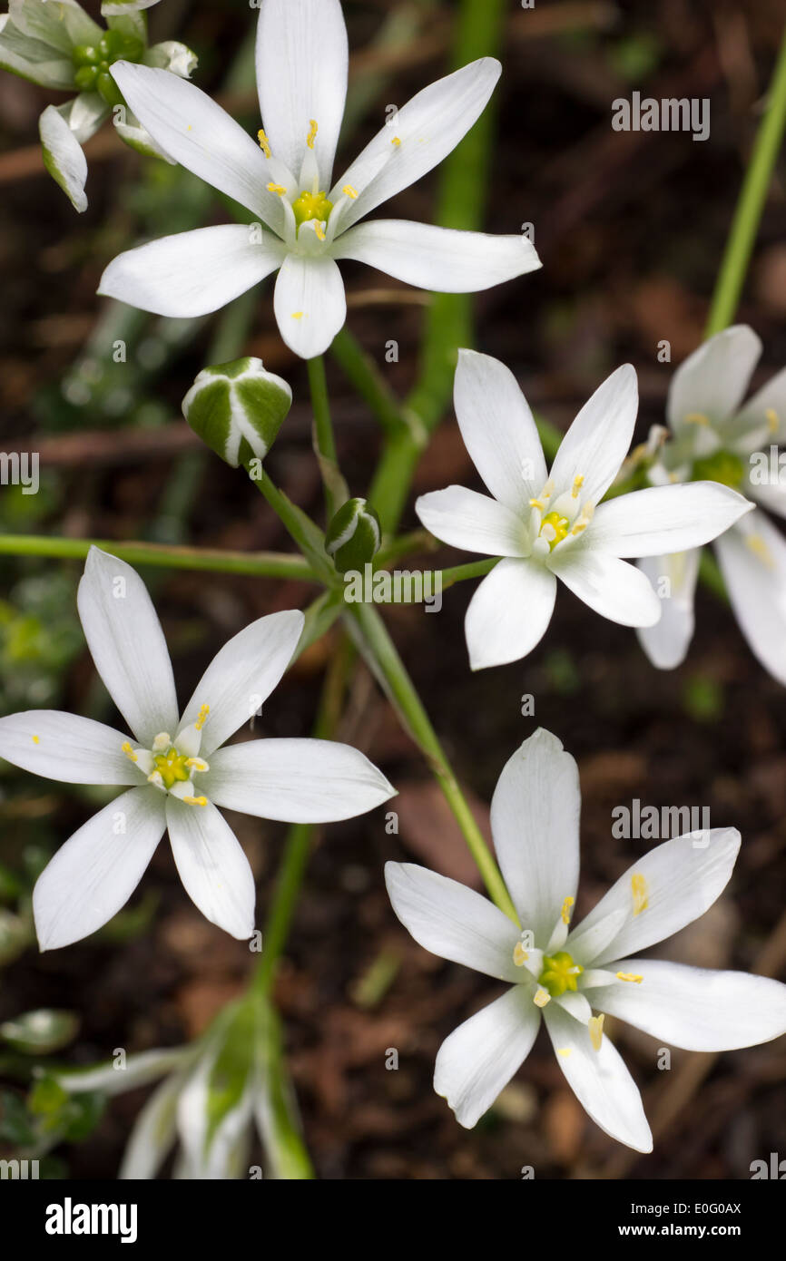 Flowers of the spring flowering Star of Bethlehem, Ornithogalum umbellatum Stock Photo