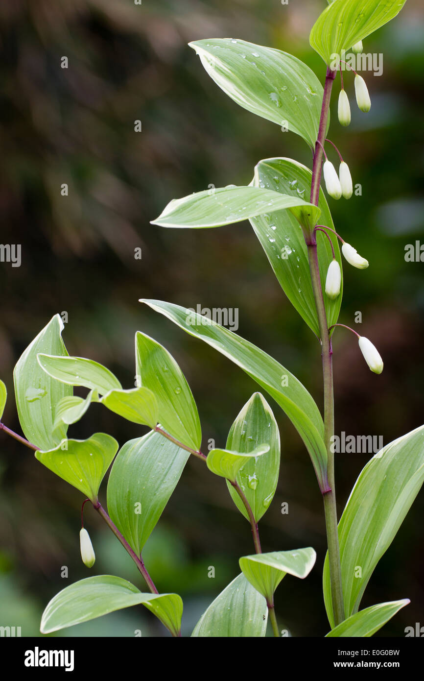 Upright Arching Stems High Resolution Stock Photography and Images - Alamy