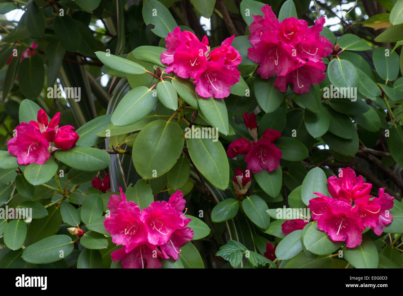 Flowers of the Rhododendron williamsianum hybrid, 'WillBrit' Stock Photo