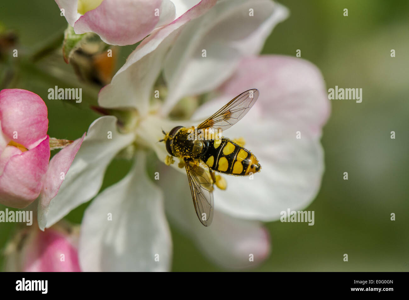 Hoverfly collecting nectar and pollen from apple blossom. Stock Photo
