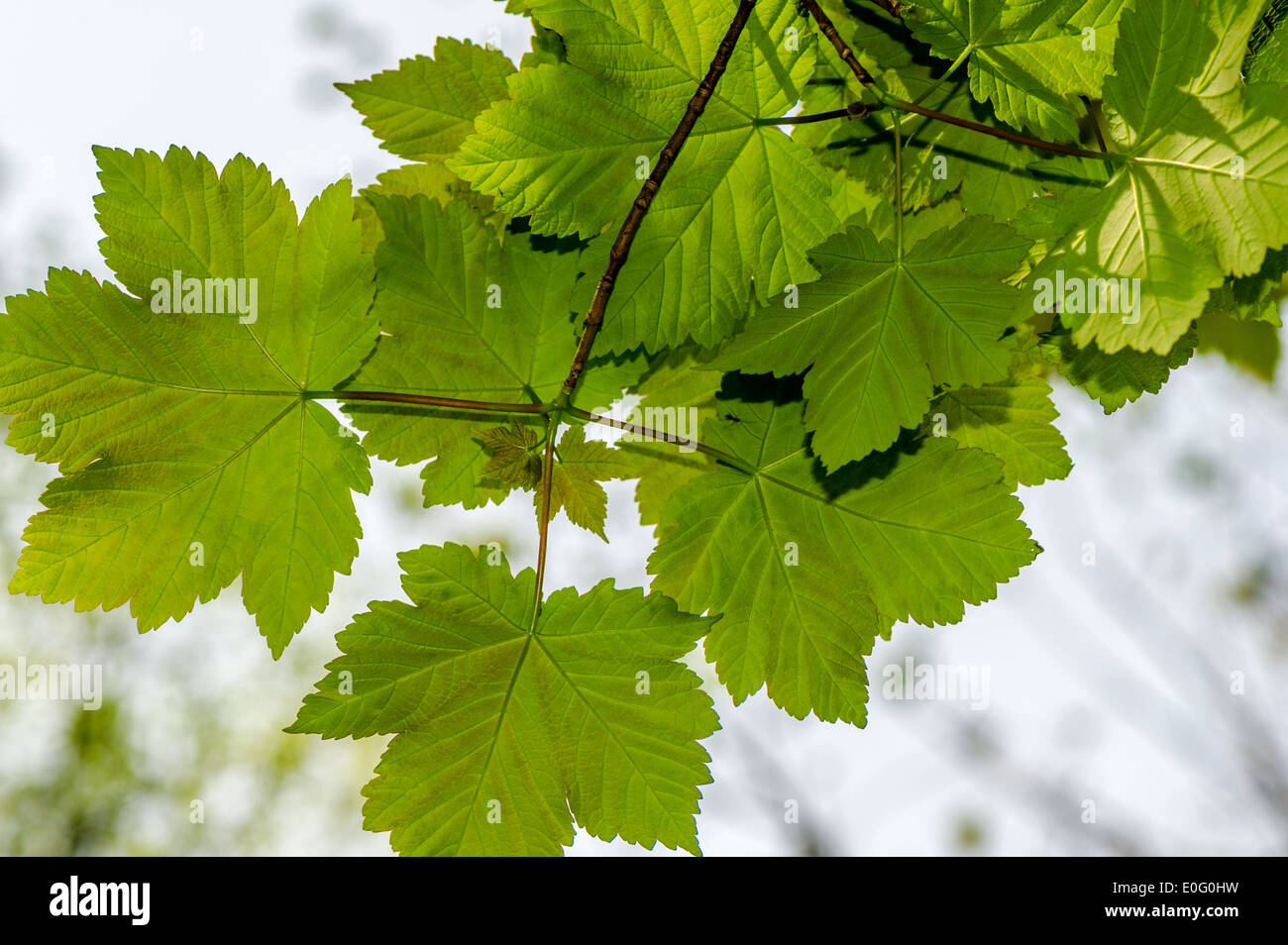 Norway maple or sycamore leaves. Stock Photo