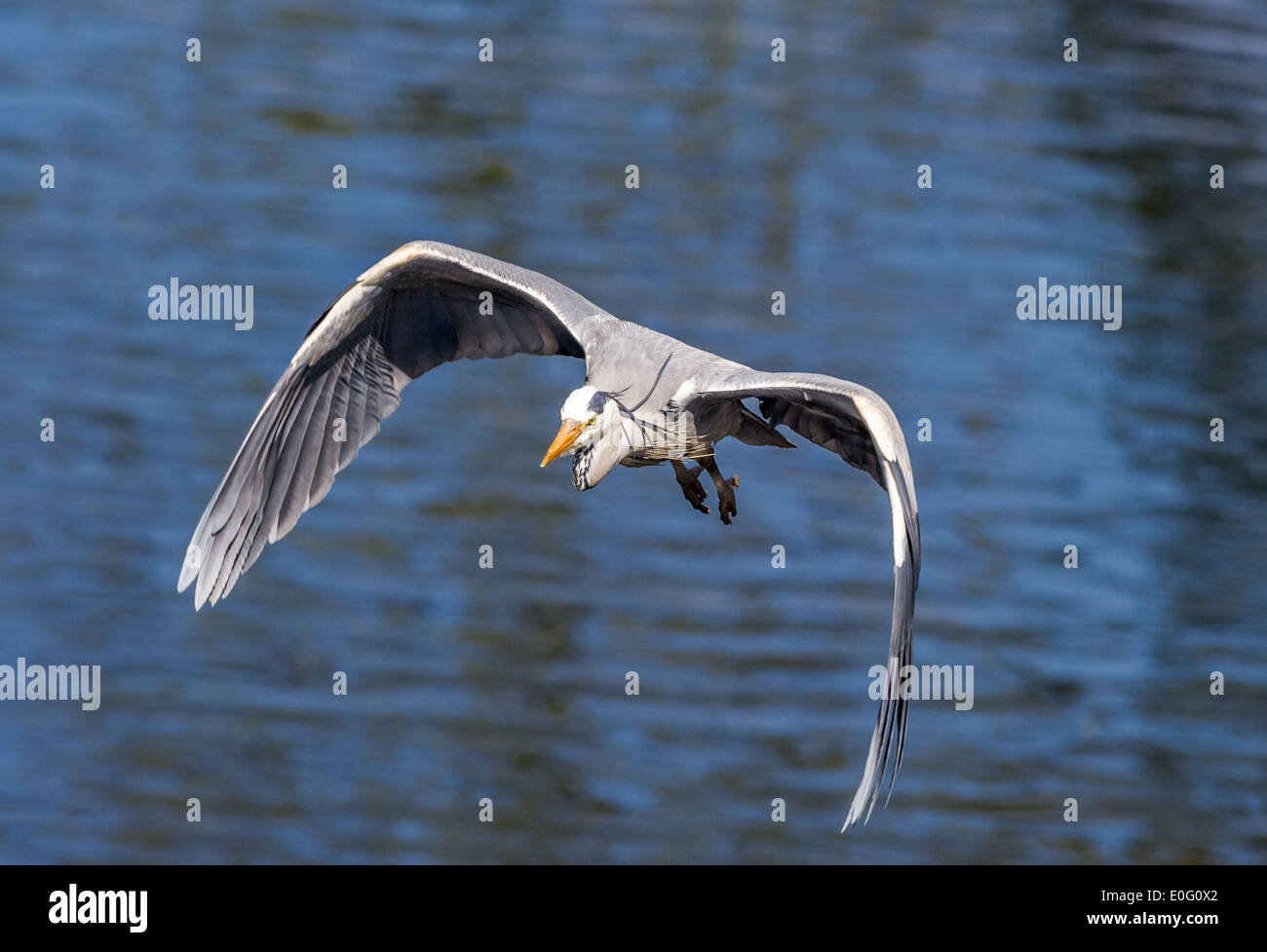 Adult Grey Heron in low level flight Stock Photo