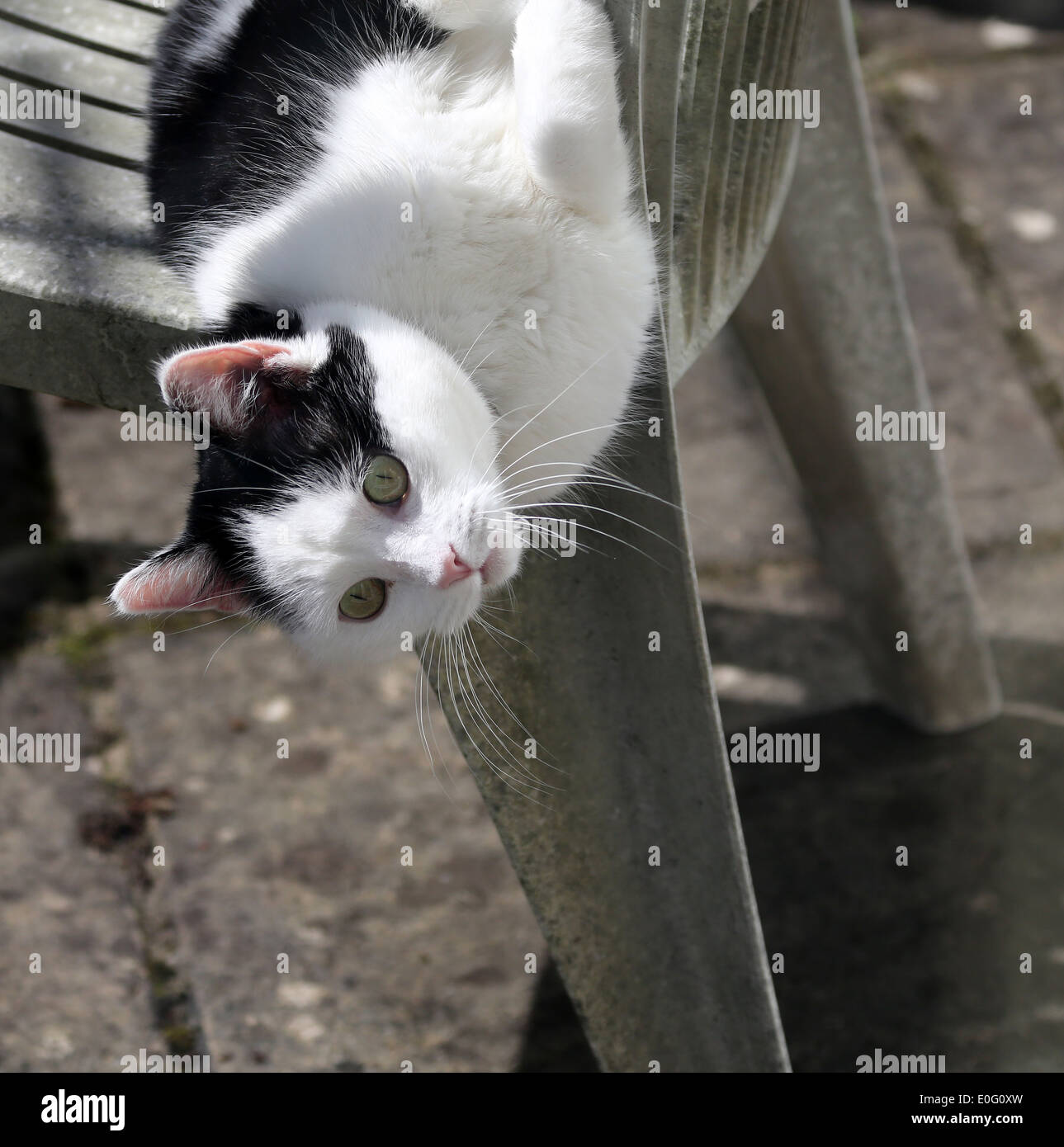 Beautiful cat laying sideways on an old white garden chair, April 2014 Stock Photo
