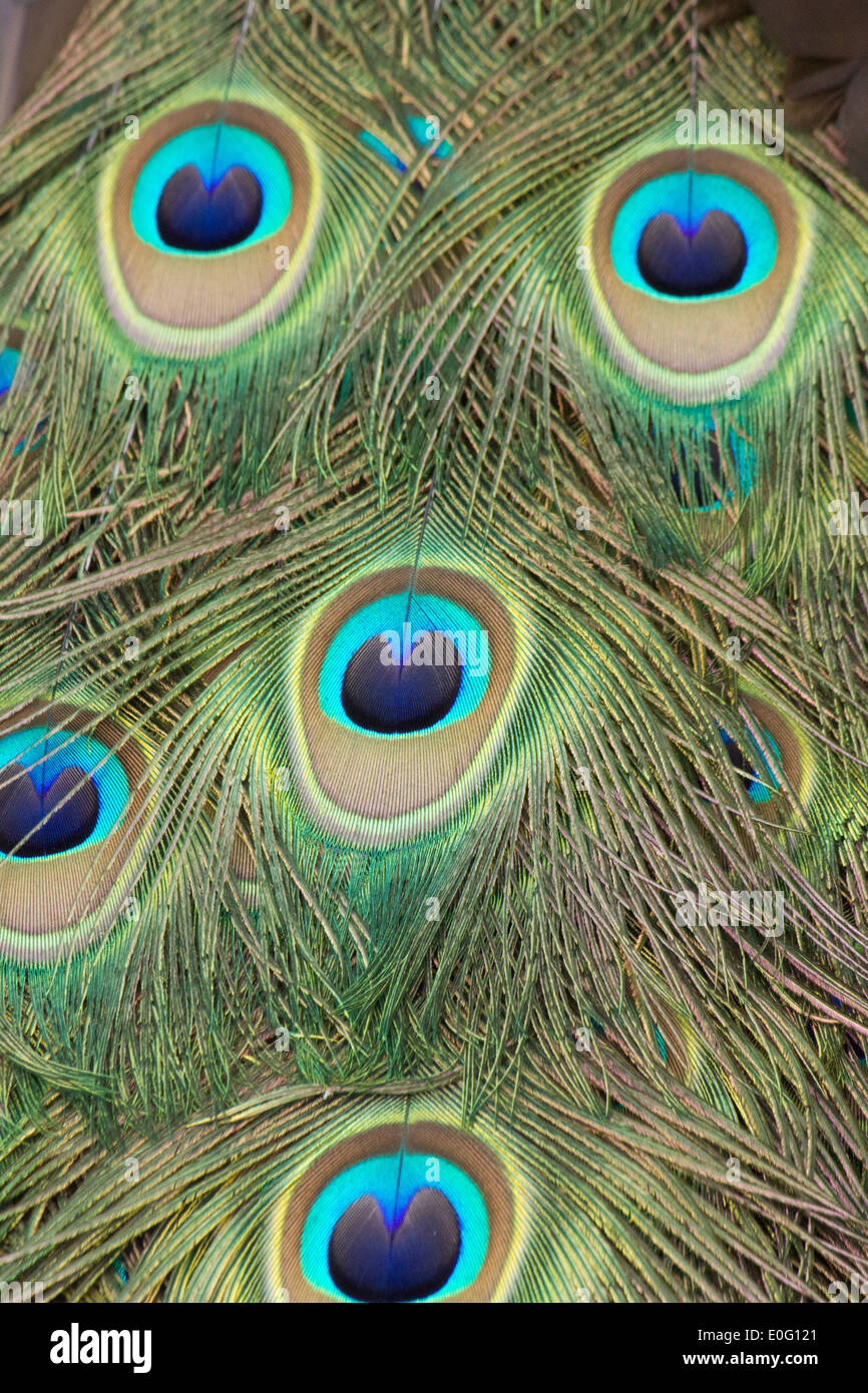 Vivid iridescent peacock eye feathers in a group Stock Photo - Alamy