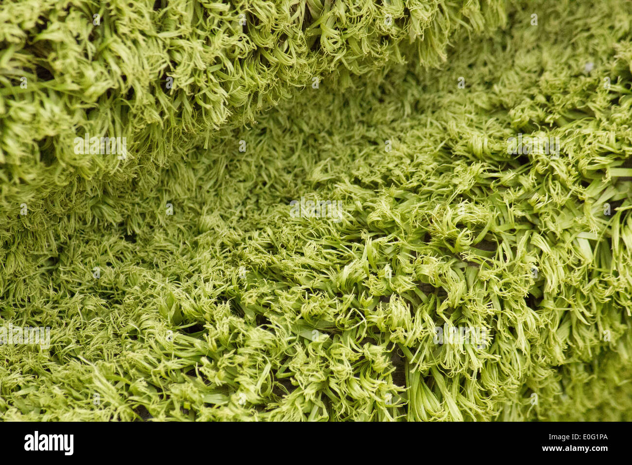 Light green abstract / background Stock Photo