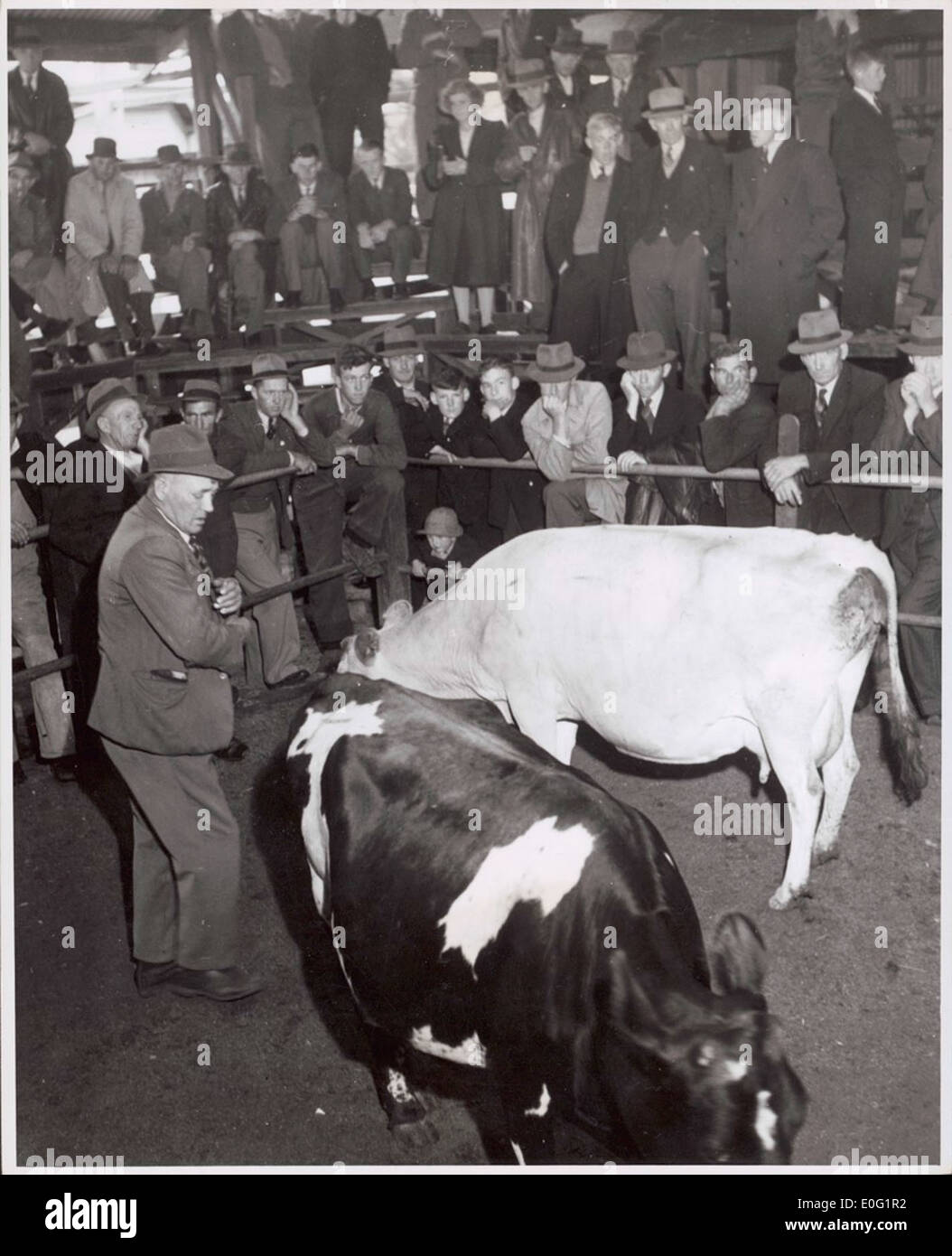 Dairy cows in the sale ring at the Warragul cattle sales, Victoria, [1] Stock Photo Alamy