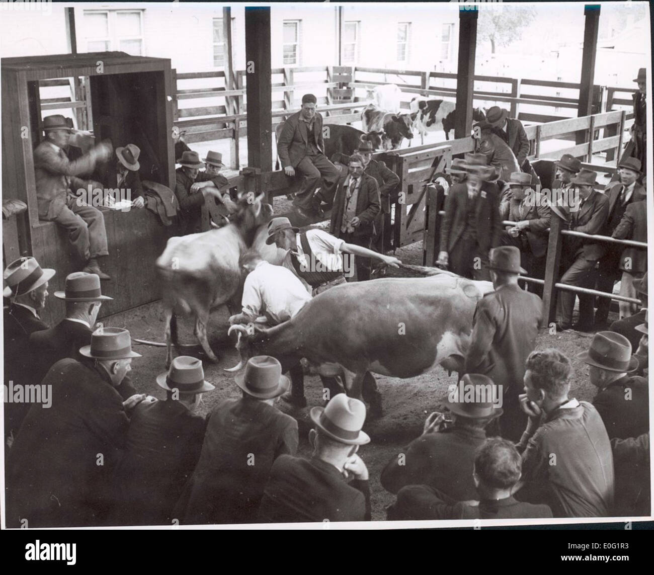 Dairy cows in the sale ring at the Warragul cattle sales, Victoria, [2] Stock Photo Alamy