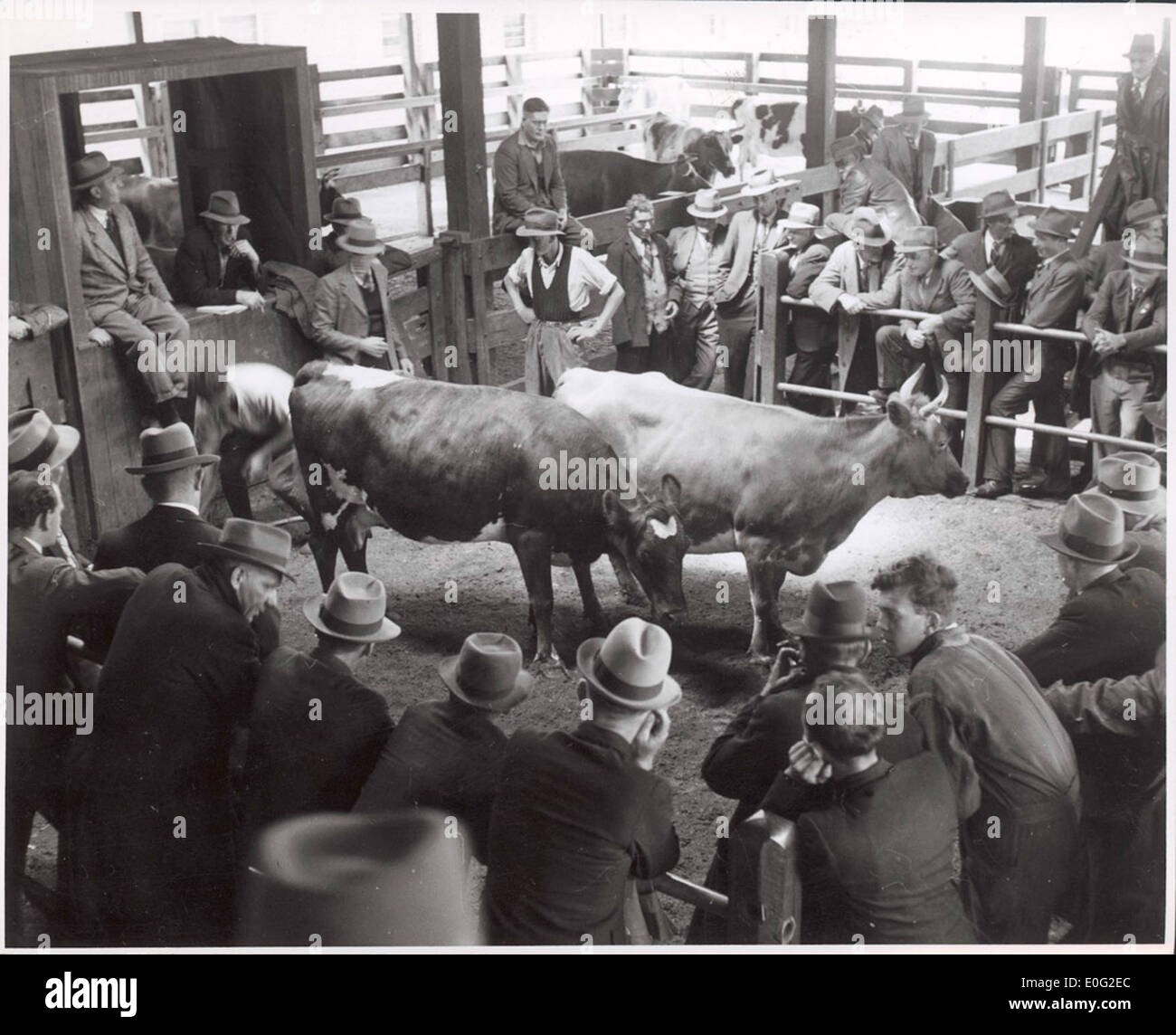 Dairy cows in the sale ring at the Warragul cattle sales, Victoria, [3] Stock Photo Alamy