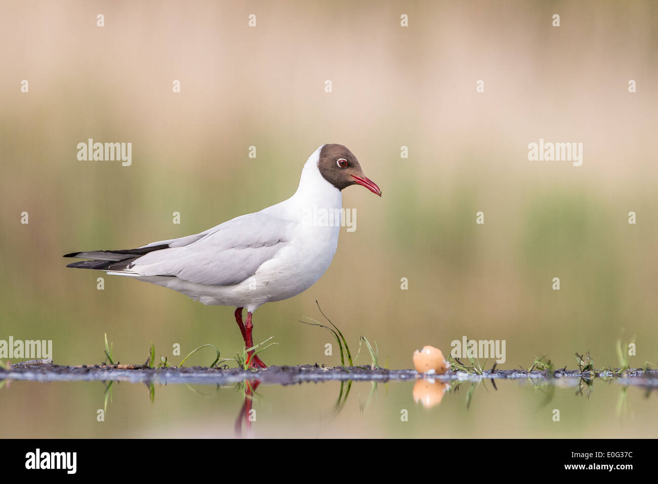 Black-headed gull (Chroicocephalus ridibundus) standing on the edge of a marshland pool feeding on eggs Stock Photo