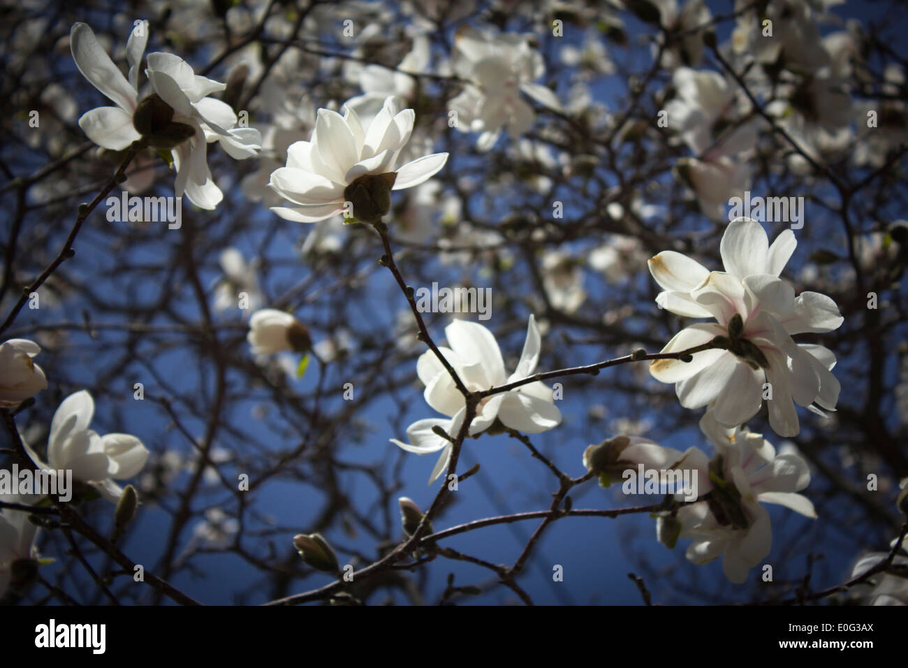 White Magnolia Tree Blossoms Against Blue Sky Stock Photo