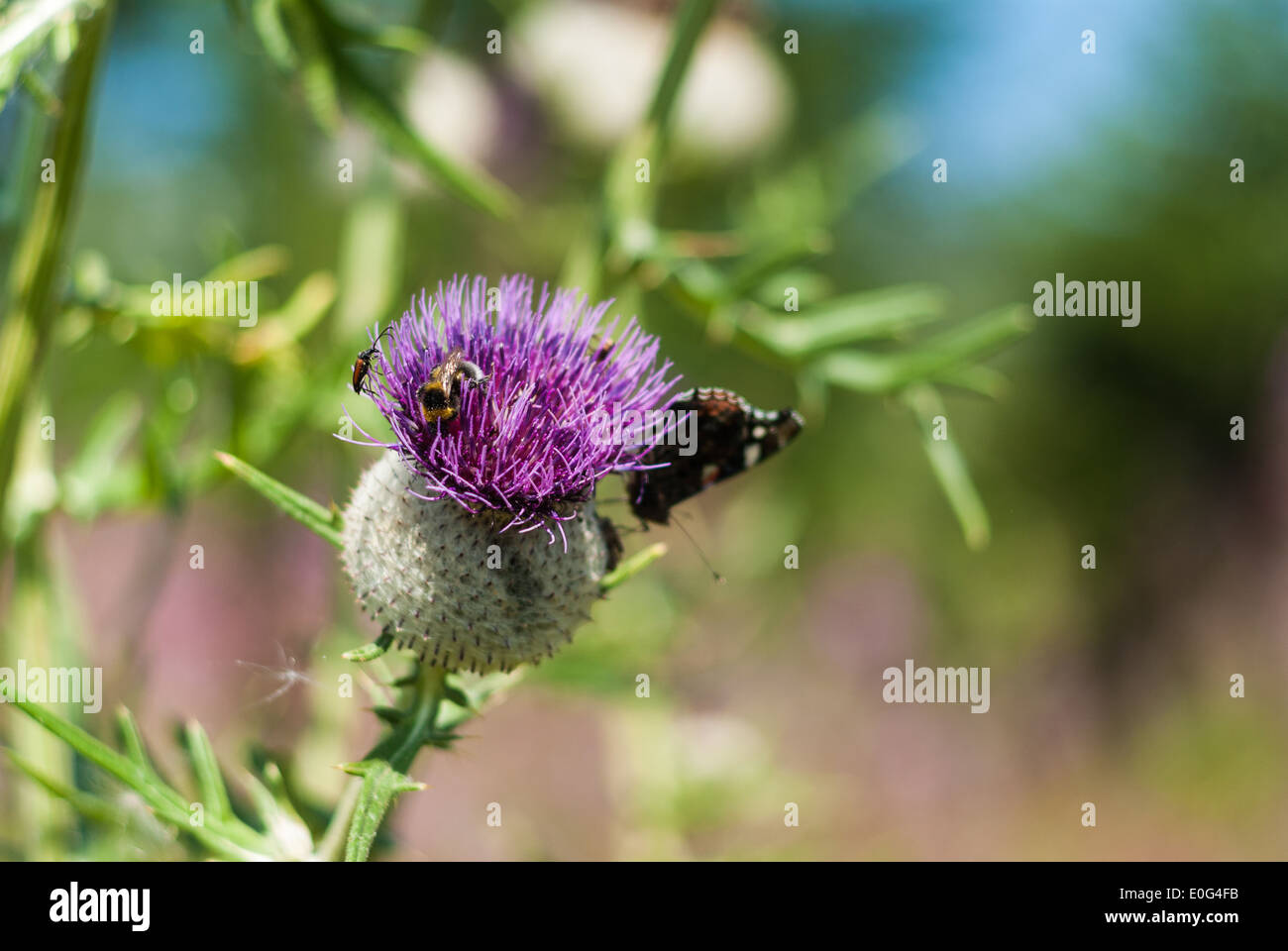 Woolly thistle, beetle and butterfly, Tatra Mountains, Slovakia Stock Photo
