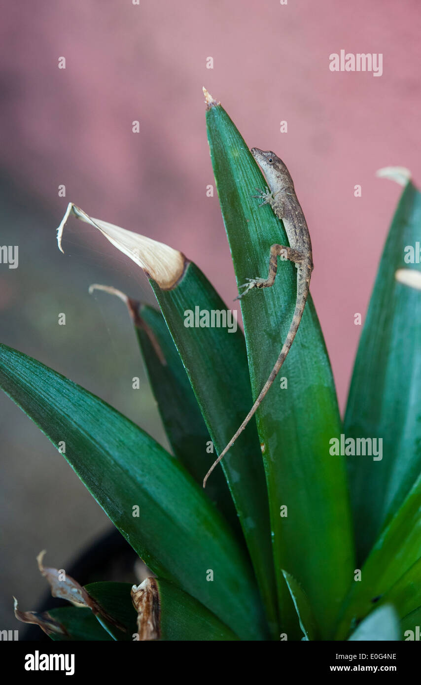 Anole rests on the leaf of a pineapple plant Stock Photo