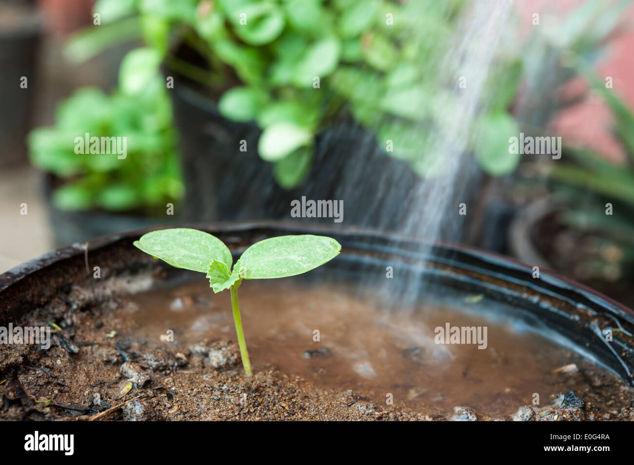 Baby cantaloupe plant hires stock photography and images Alamy