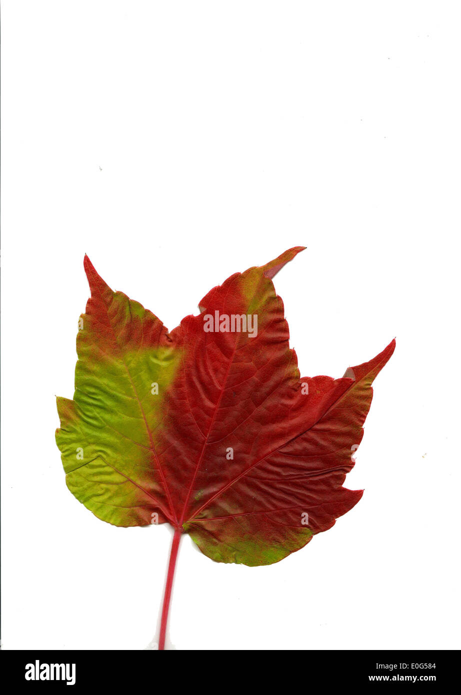red sheet, die, from, sheets in autumn, sheet, sheets, sheets in autumn, end, colouring, Fallaub, case foliage, colour, colours, Stock Photo