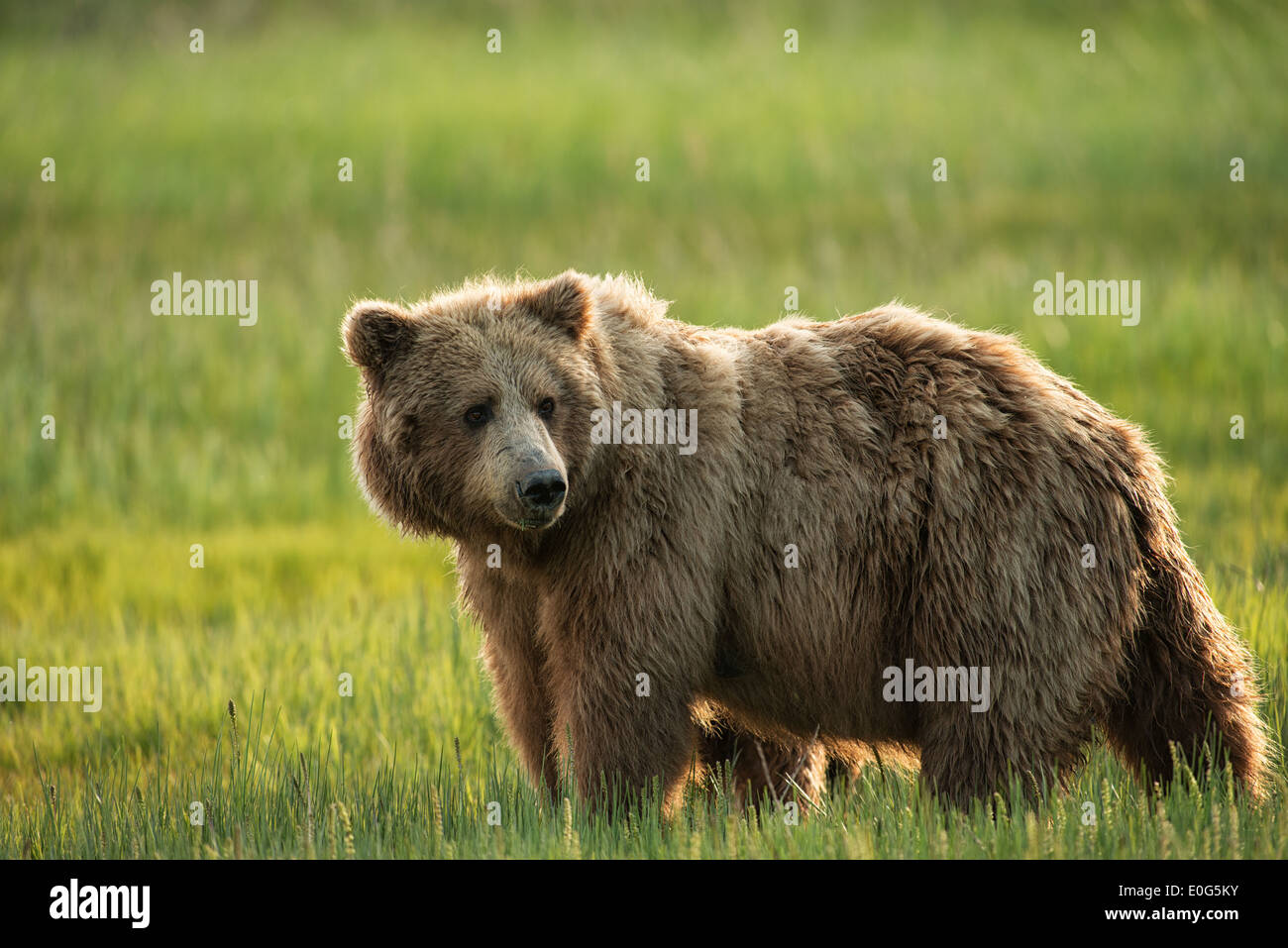 A sow Alaska brown bear eating sedge grass in Lake Clark National Park Alaska Stock Photo