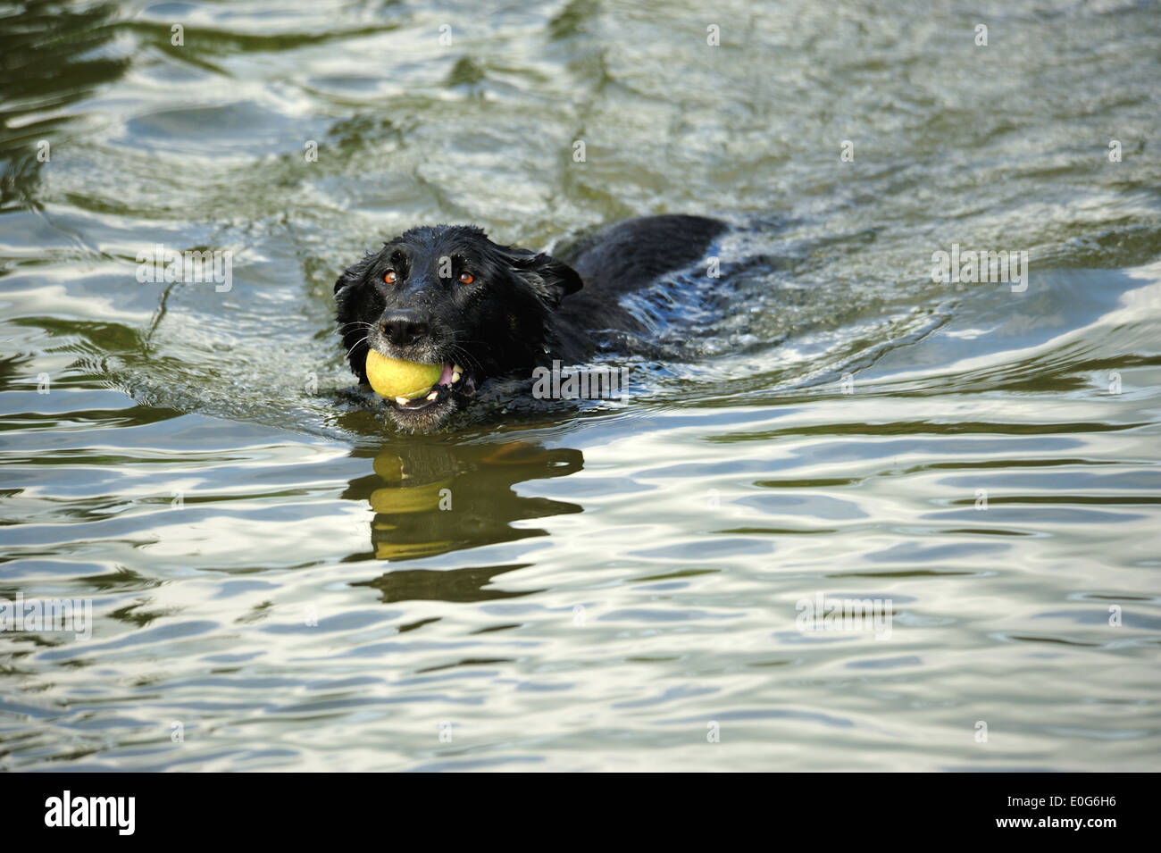 Deutscher Schäferhund (Canis lupus f. familiaris) German Shepherd Dog • Wassertrüdingen, Bayern, Deutschland Stock Photo