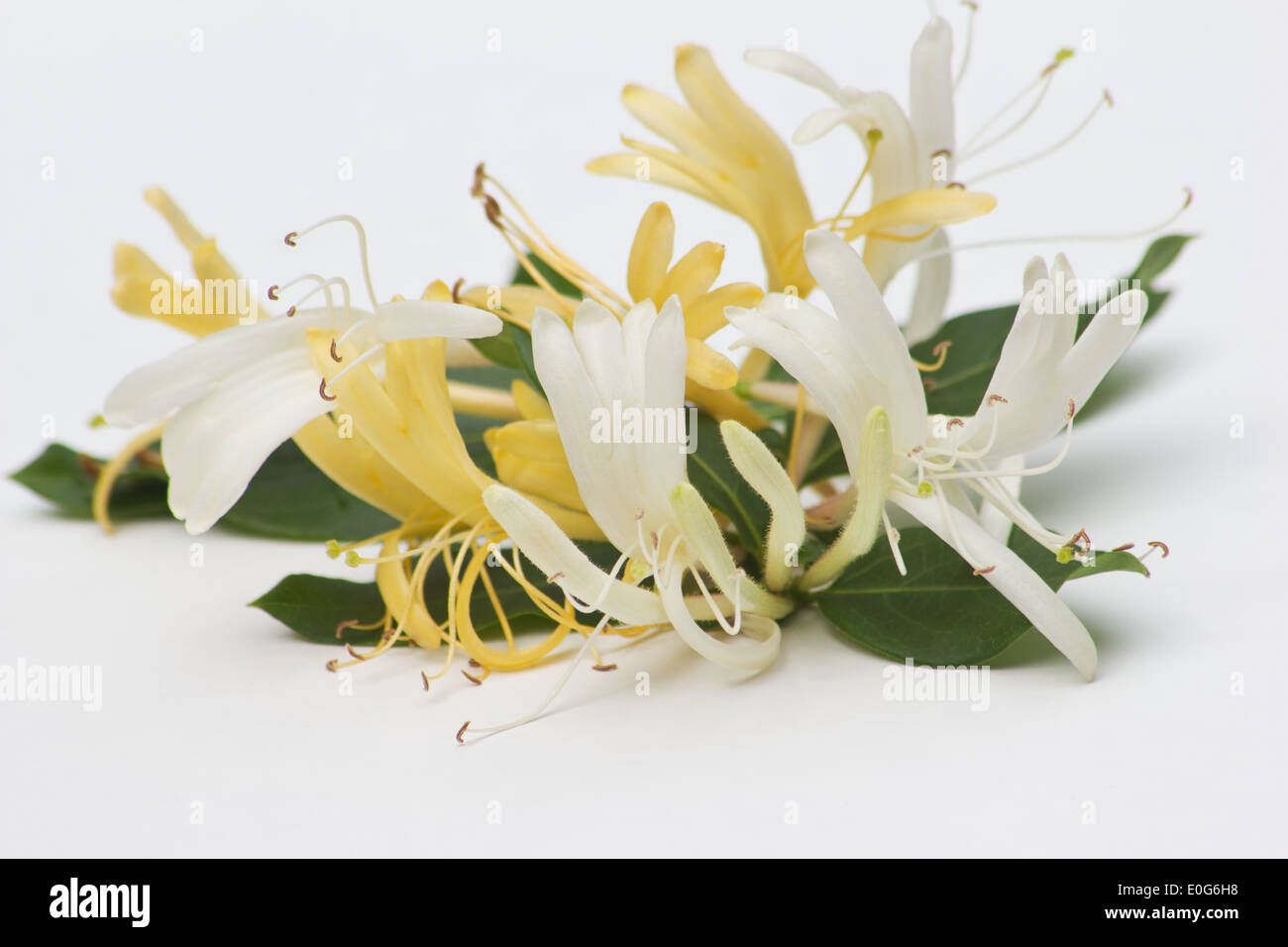 Japanese honeysuckle (Lonicera japonica) on white background Stock Photo