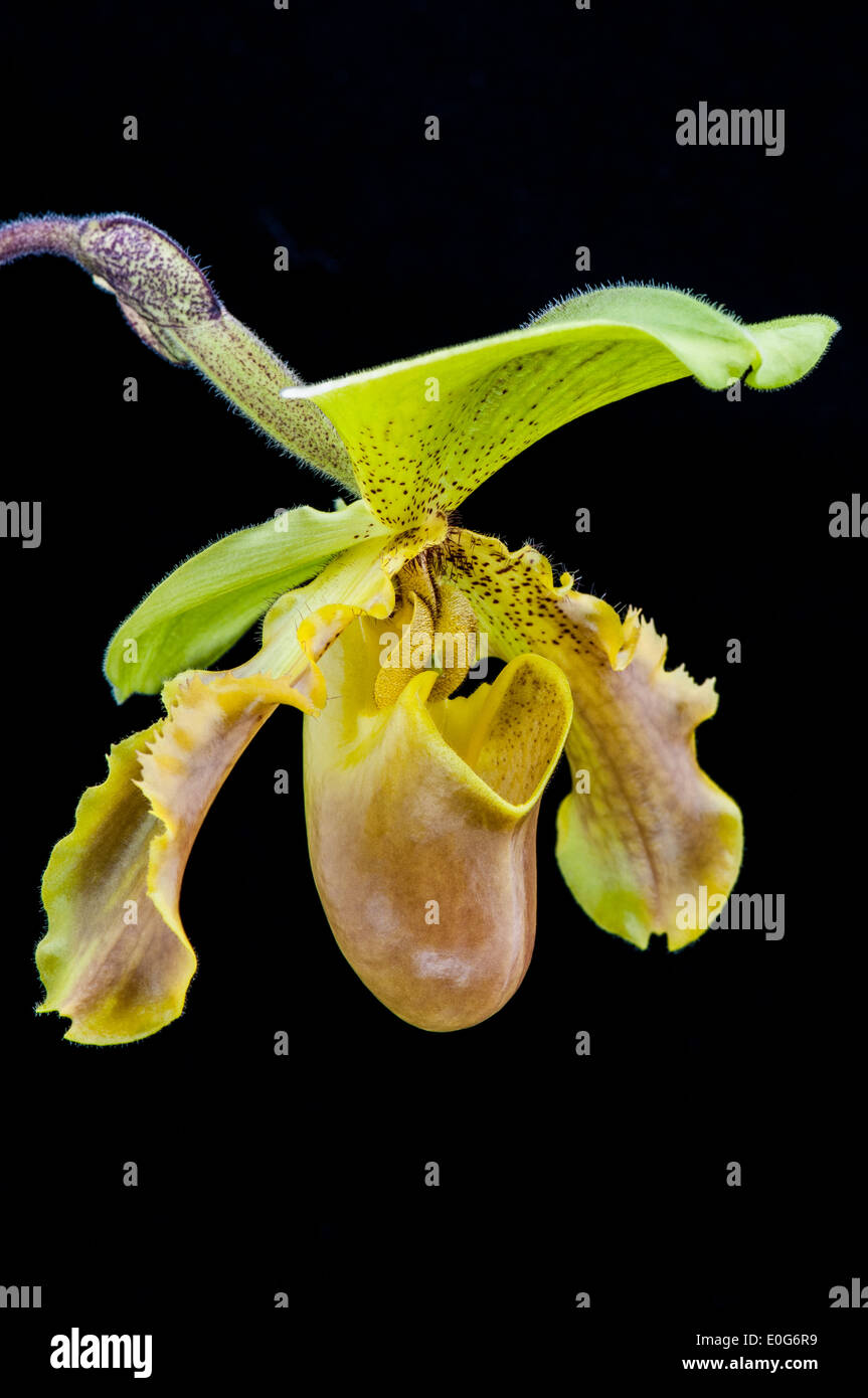 Close-up of a green Paphiopedilum orchid flower. Stock Photo