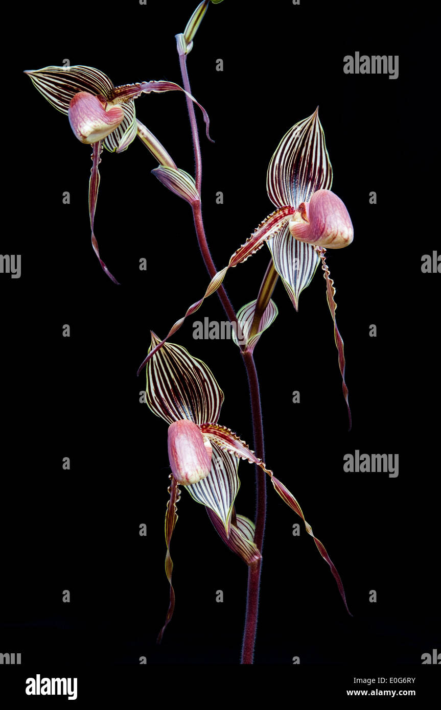Three Paphiopedilum orchid flowers. Stock Photo