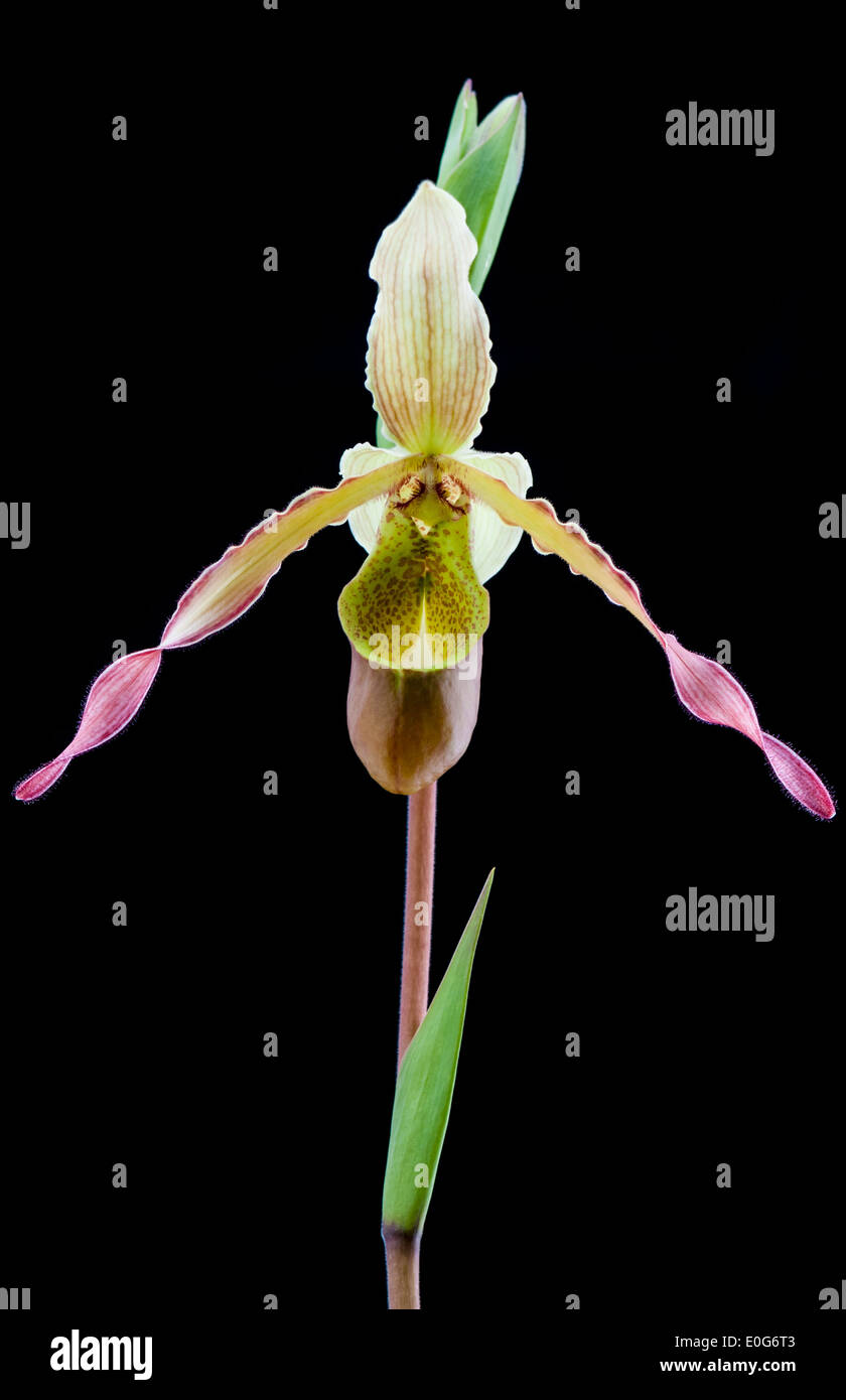 A delicate pink flower of Phragmipedium orchid. Stock Photo
