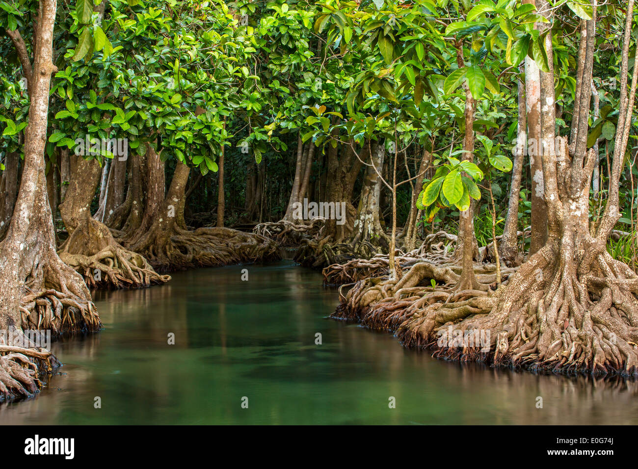 Mangrove trees along the turquoise green water in the stream Stock Photo