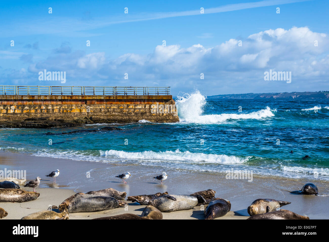 Seals lying on the sand at the Children's Pool beach. La Jolla