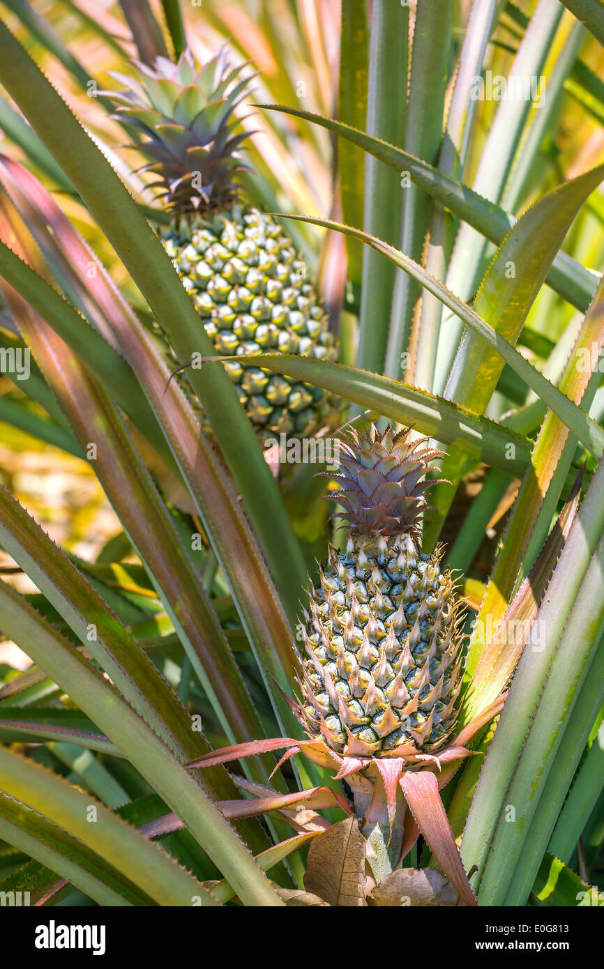 Ripe pineapples growing on the bush at the plantation Stock Photo