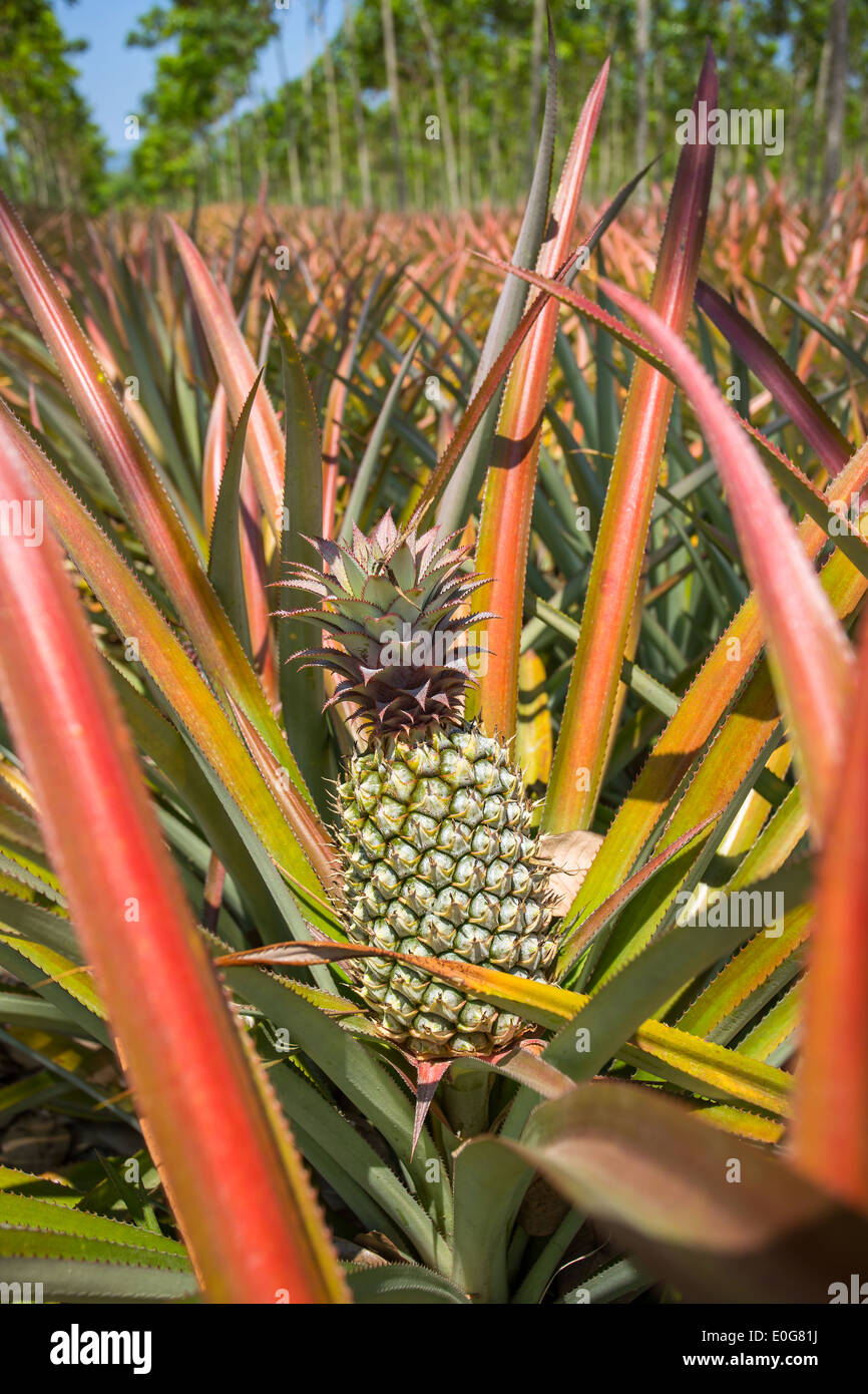 Ripe pineapples growing on the bush at the plantation Stock Photo