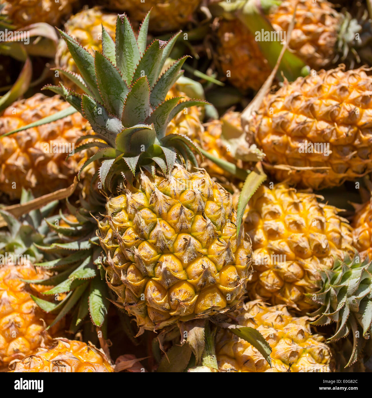 A pile of ripe pineapples Stock Photo Alamy