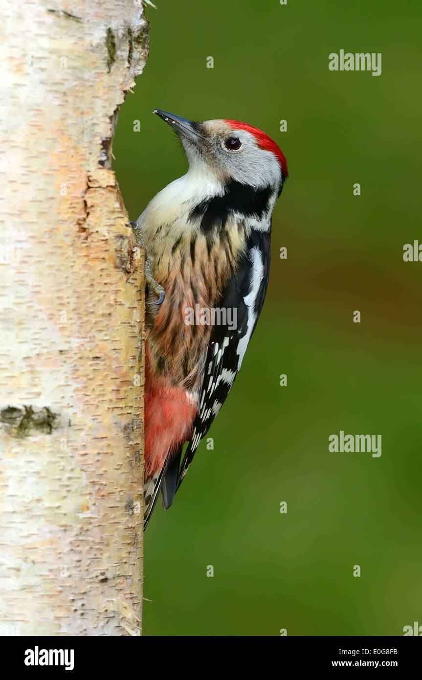 Mittelspecht (Dendrocopos medius, Picoides medius) Middle-spotted Woodpecker • Ostalbkreis, Baden-Württemberg, Deutschland Stock Photo
