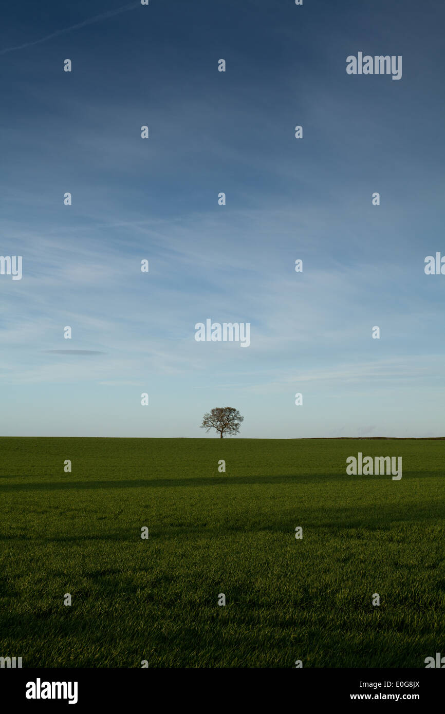 Wheat field single big tree hi-res stock photography and images - Alamy