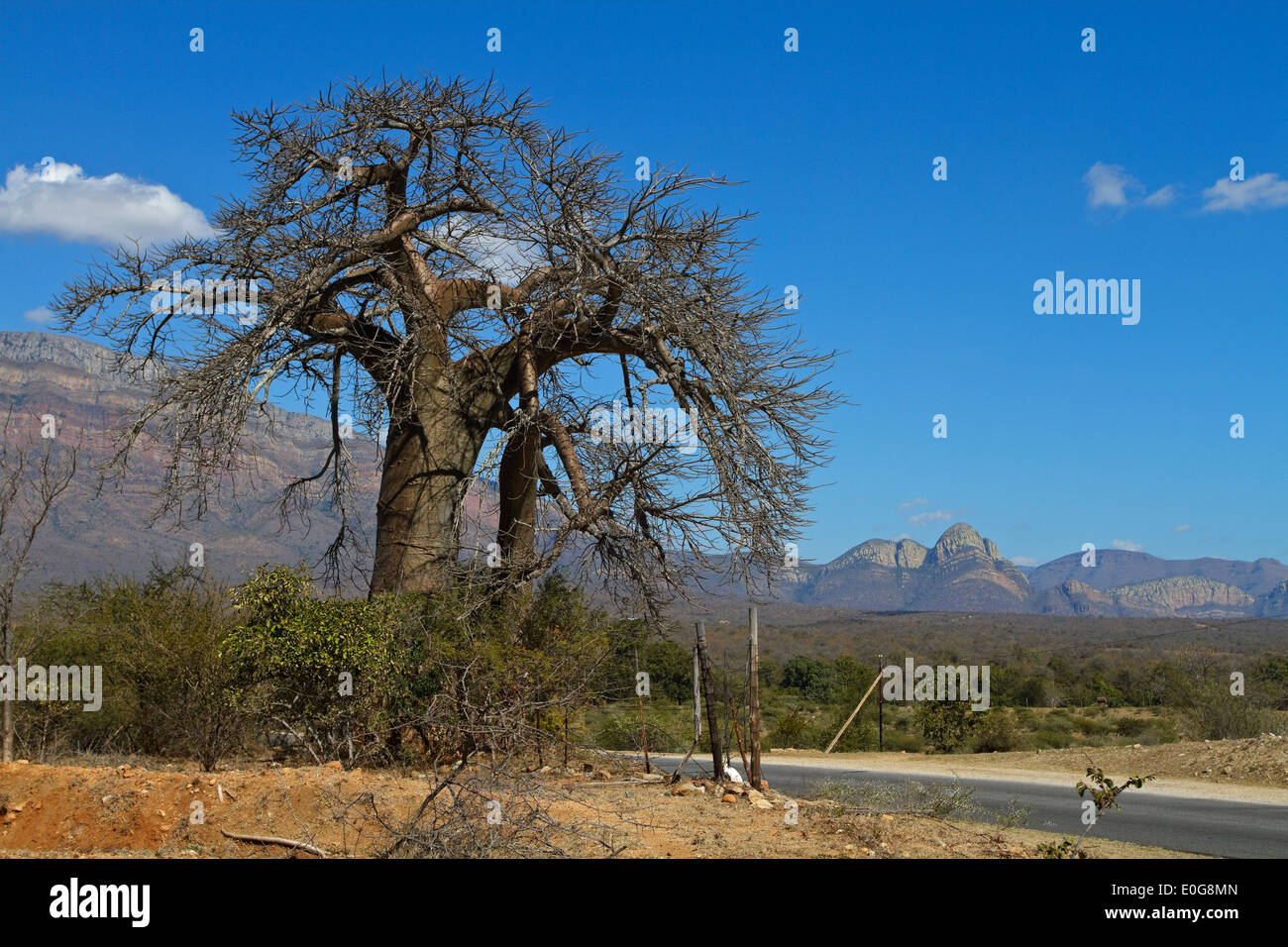 Baobab tree (Adansonia digitata) without leaves, Limpopo, South Africa Stock Photo