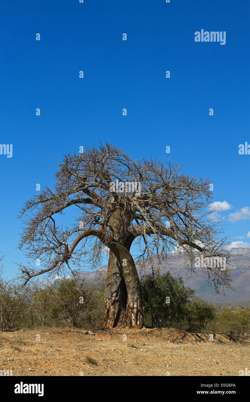 Baobab tree (Adansonia digitata) without leaves, Limpopo, South Africa Stock Photo