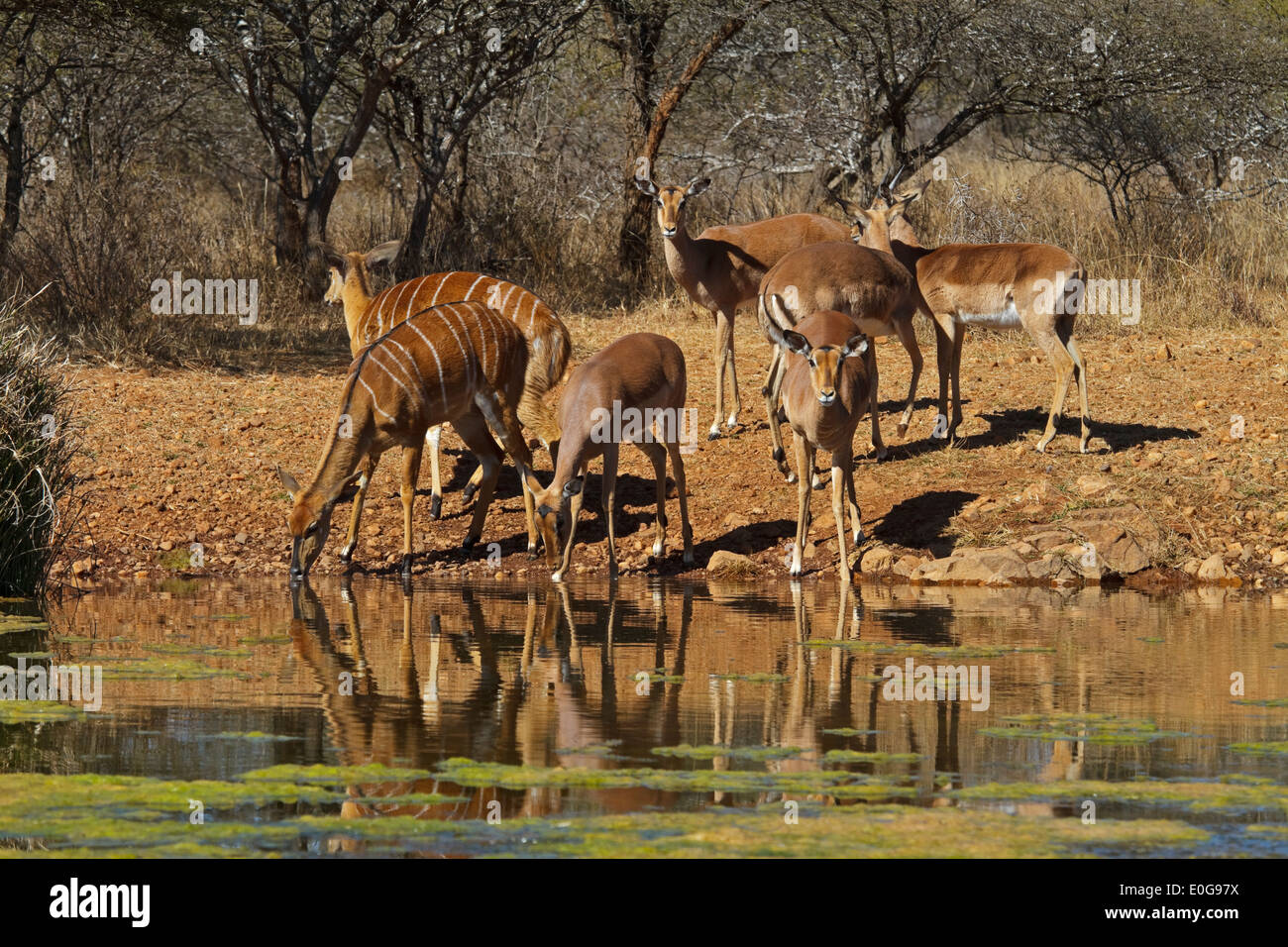 Nyalas (Nyala angasii) female and Impalas (Aepyceros melampus) female, drinking at a waterhole Polokwane game reserve, Limpopo, Stock Photo