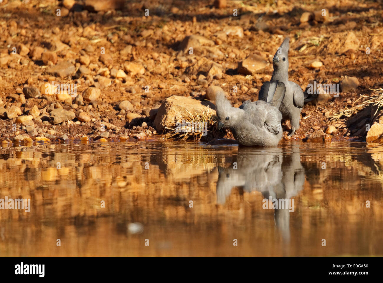 Grey Go-away-bird (Corythaixoides concolor) two drinking water. Polokwane game reserve, Limpopo, Stock Photo
