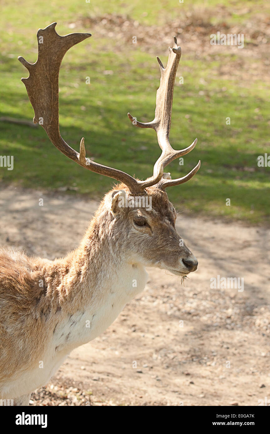 portrait of a male deer (stag) Stock Photo