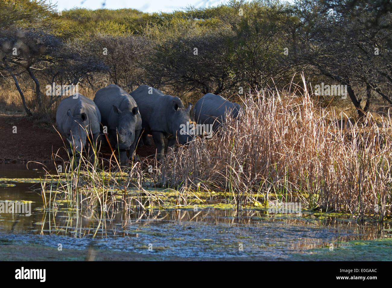 Four White Rhinoceroses at a waterhole drinking, Polokwane game reserve, Limpopo, Stock Photo