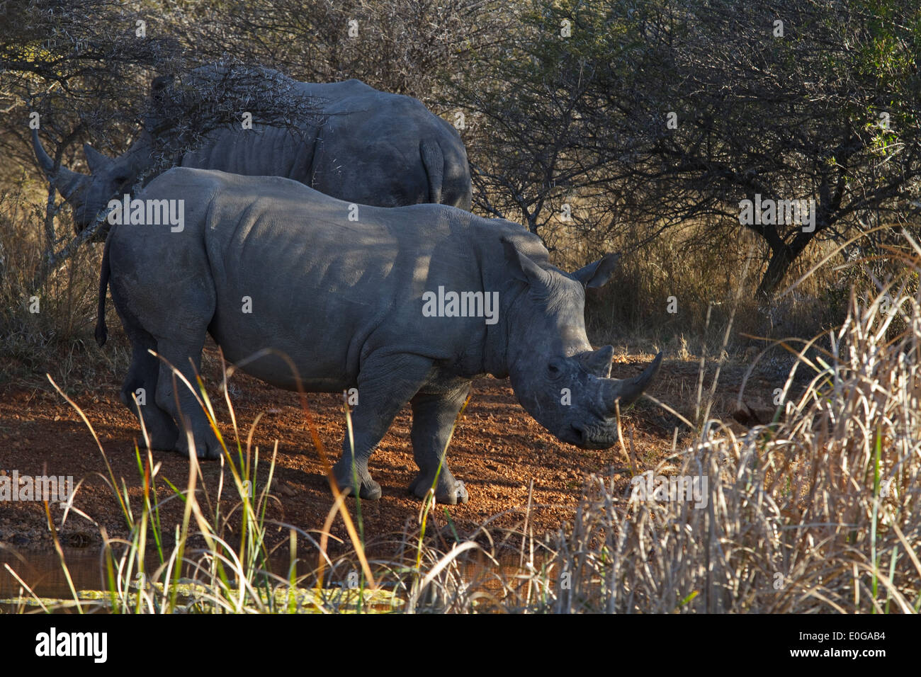 two White Rhinoceroses, Polokwane game reserve, Limpopo, Stock Photo