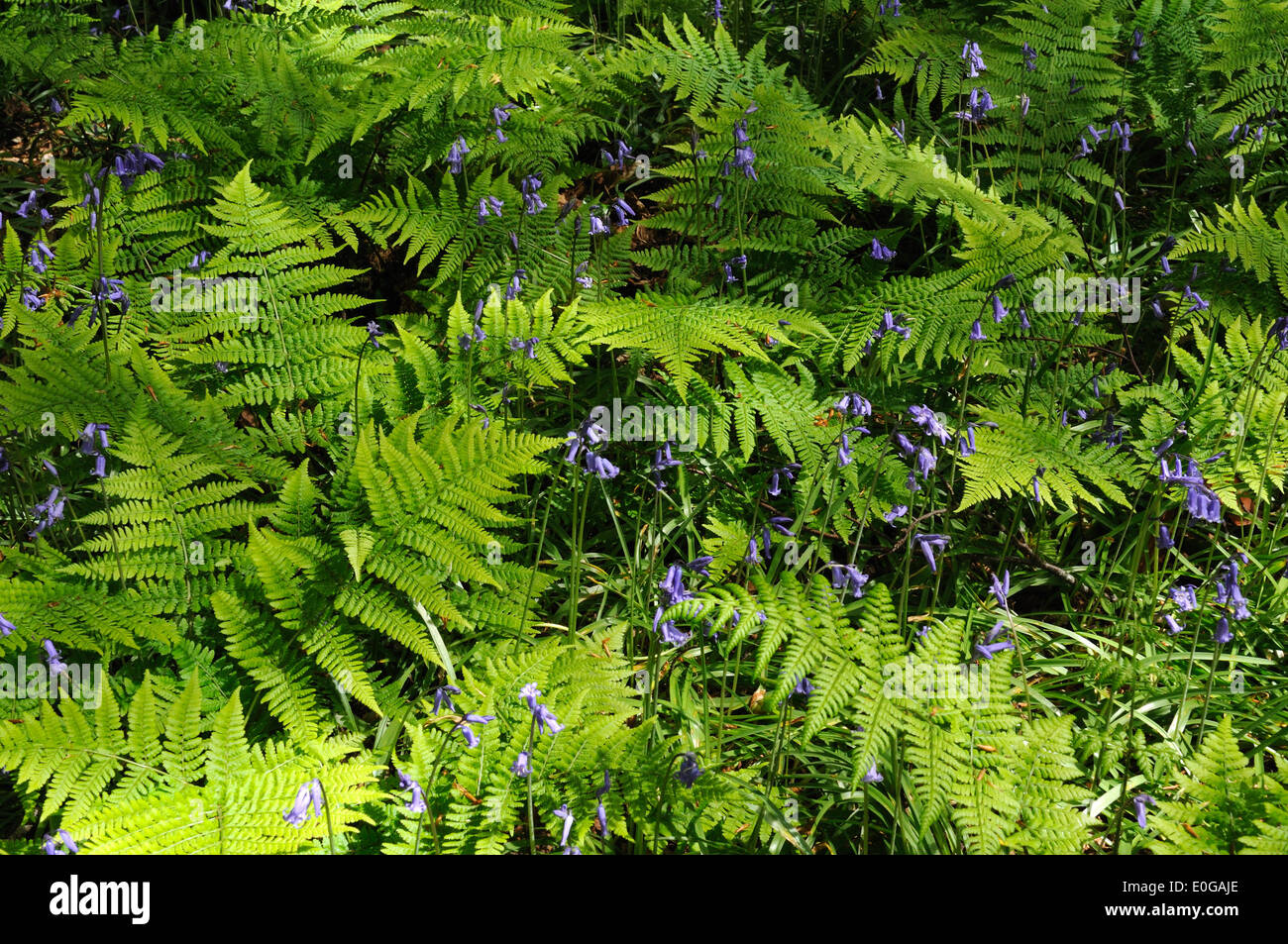 Fresh spring fern leaves  and bluebells on a woodland floor Carmarthenshire Stock Photo