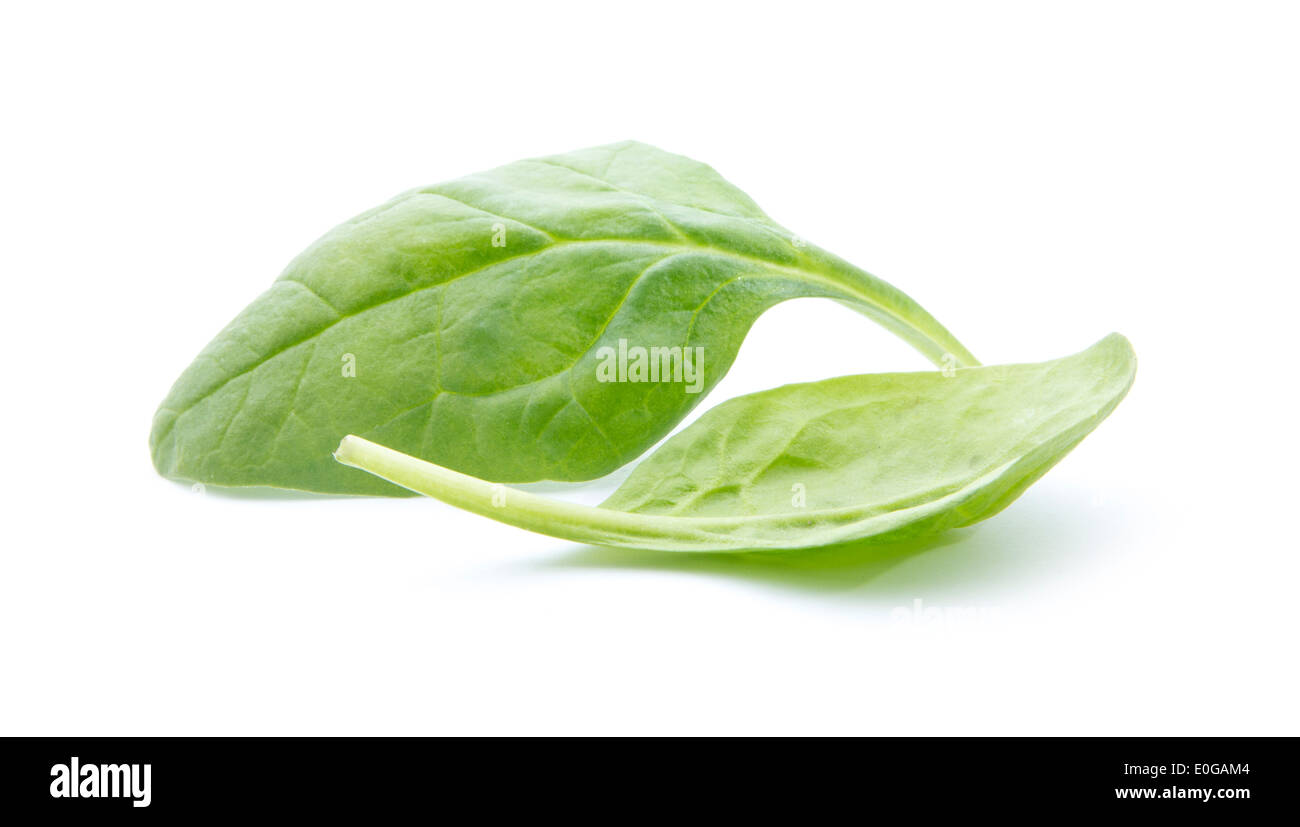 young fresh spinach leaves isolated on white background Stock Photo - Alamy