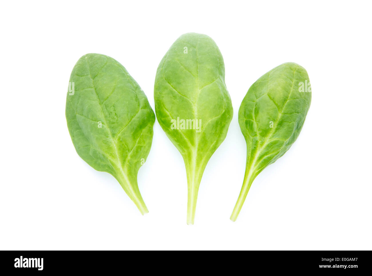 young fresh spinach leaves isolated on white background Stock Photo - Alamy